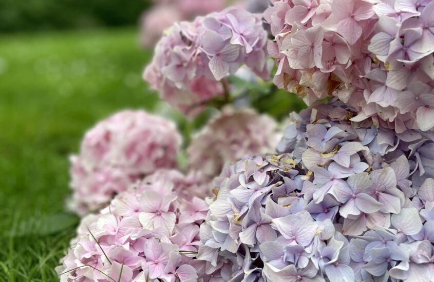 Rhododendron-Park Bremen: Hortensienblütezeit, Sterne und Madame Lepot