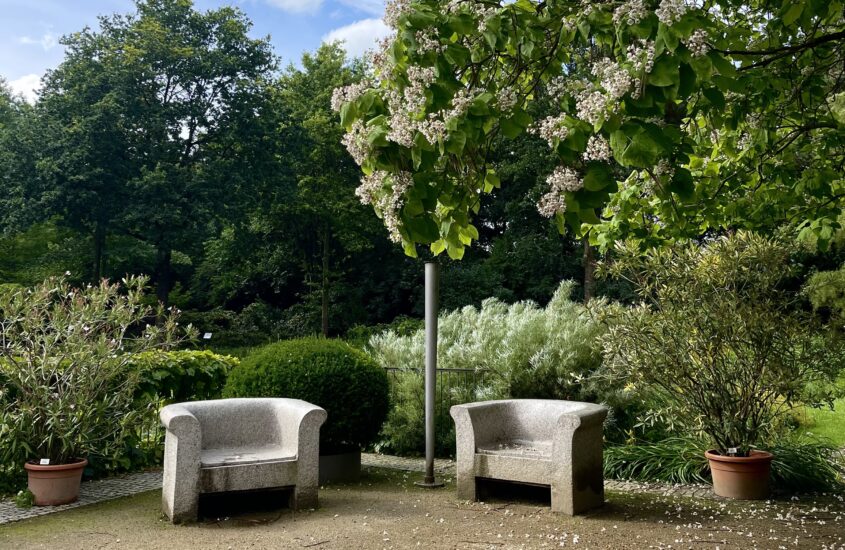 Rhododendron-Park Bremen: Hortensienblütezeit, Sterne und Madame Lepot